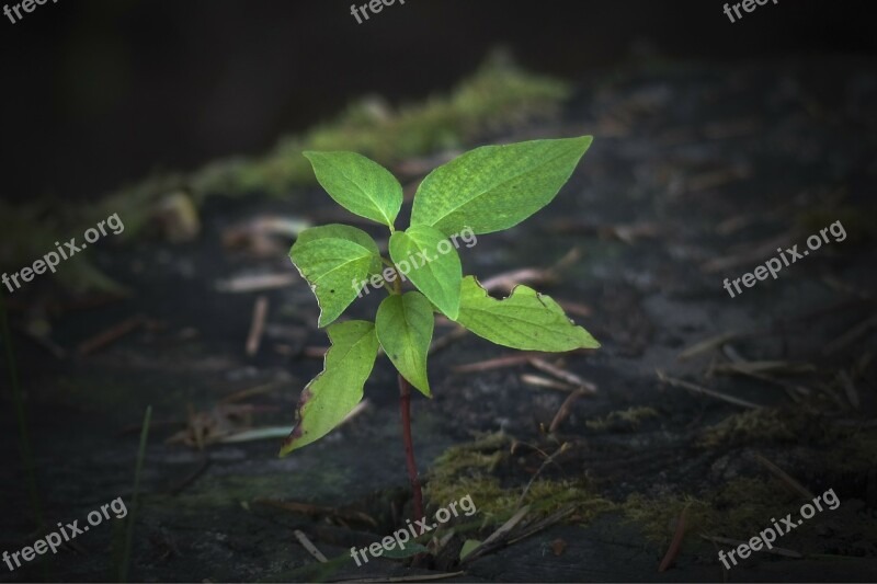 Tree Stump Plant Leaves Dark