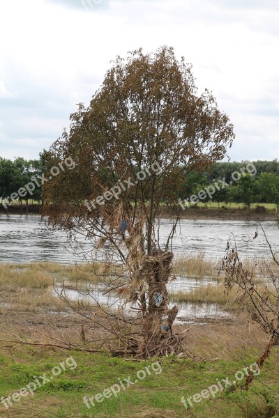 Tree Water Filth High Water Nature