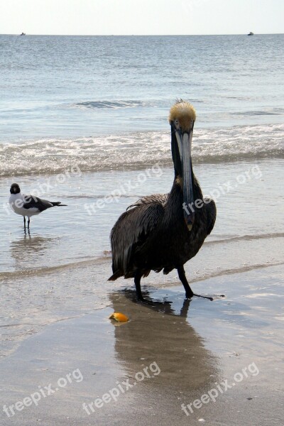 Pelican Beach Brown Pelican Pelecanidae Pelecaniformes State Bird