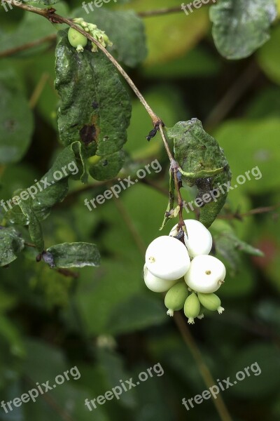 White Common Snowberry Symphoricarpas Albus Toy Torpedo Cap Bomb