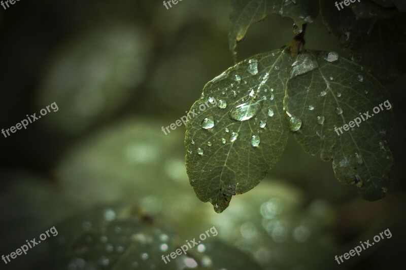 Leaf Green Tree Forest Rain Drops