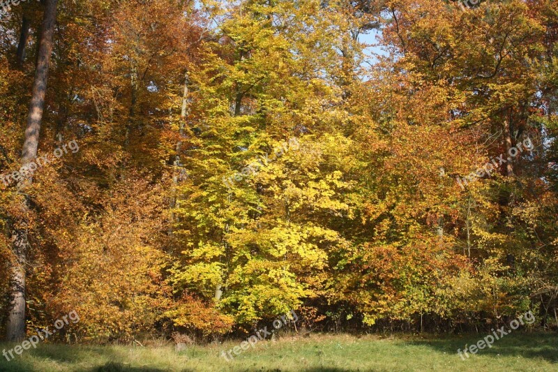 Glade Autumn Forest Leaves Autumn Emerge