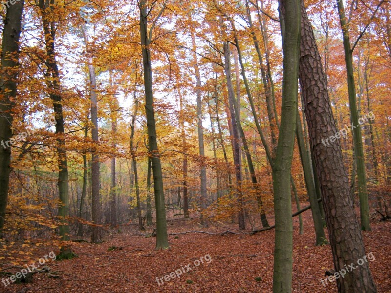 Late Autumn Autumn Forest Halloween Leaves Autumn