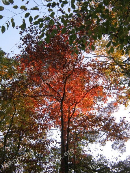 Crown Evening Sun Leaves Autumn Emerge