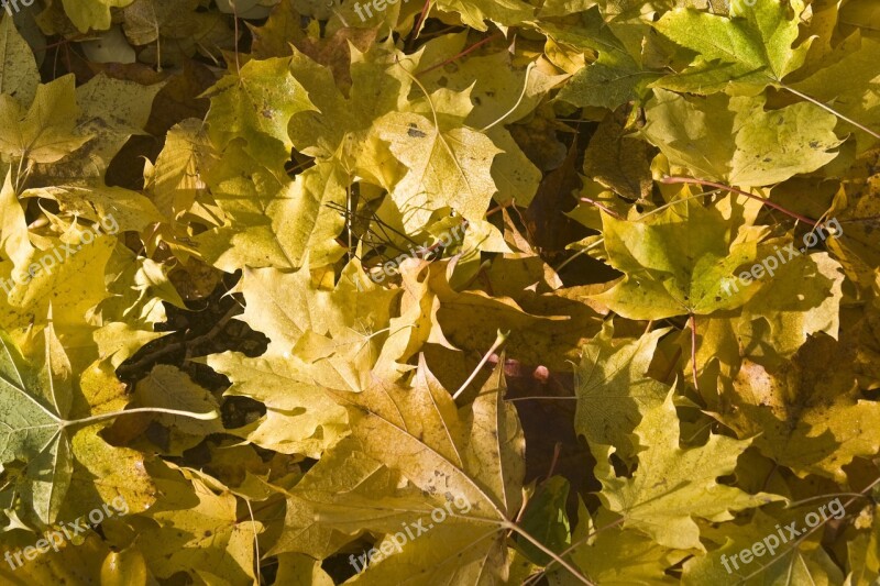 Maple Leaves Yellow Leaves Autumn Emerge