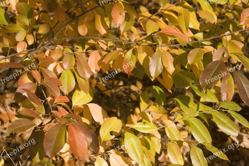 Leaves Autumn Emerge Fall Foliage Colors Of Autumn