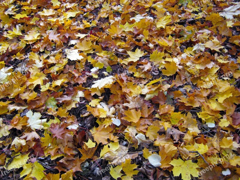 Forest Floor Maple Leaves Autumn Emerge