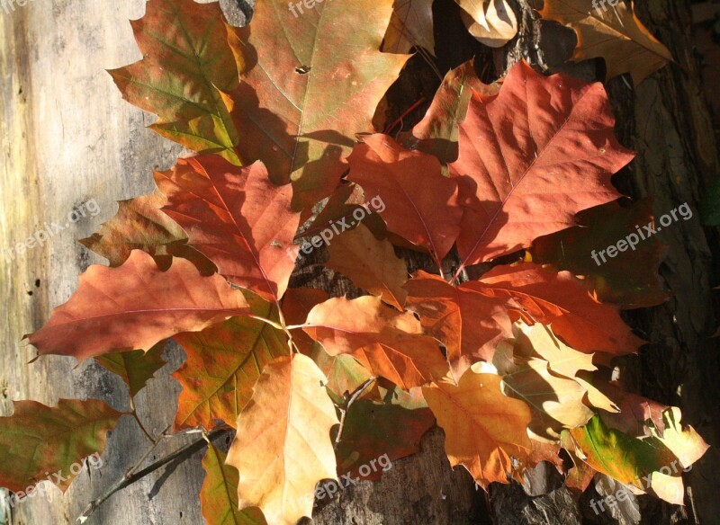 Oak Oak Leaves Red Leaves Autumn