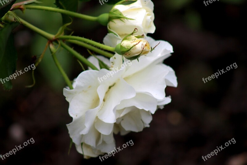 Rose White Way Of The Roses Flowers Roses