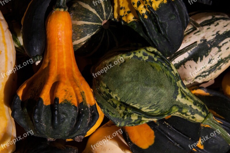 Decorative Squashes Cucurbita Cucurbitaceae Colorful Yellow