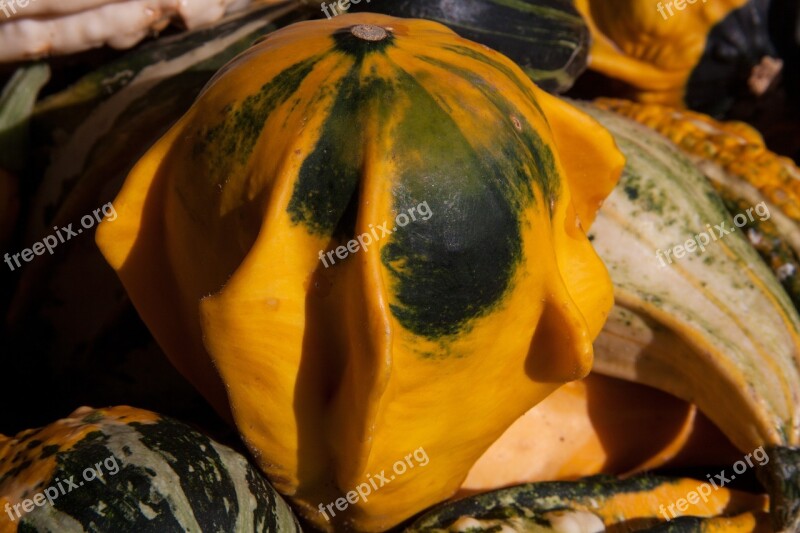 Decorative Squashes Cucurbita Cucurbitaceae Colorful Yellow