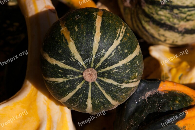 Decorative Squashes Cucurbita Cucurbitaceae Colorful Yellow