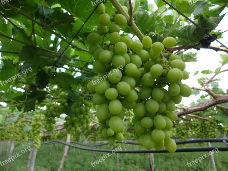 Cacho Grapes Natural Free Photos