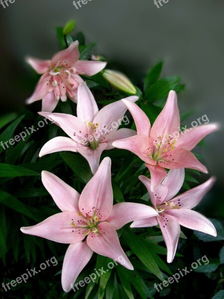 Rose Lilies Flower Plant Lily