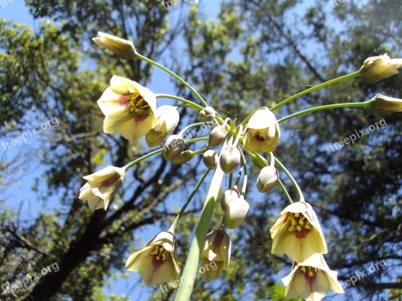 Termessos Endemic Flower Free Photos