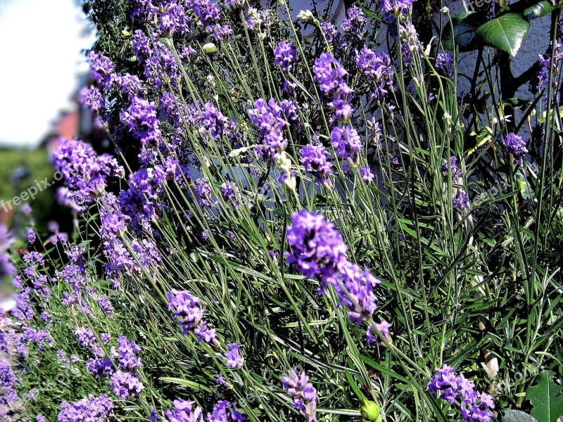 Purple Lavender Lavender Flowers Lavandula Angustifolia Free Photos