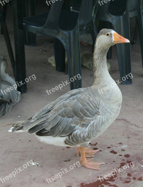 Grey Goose Webbed Feet Light Grey Breast Dark Grey Feathers Alert