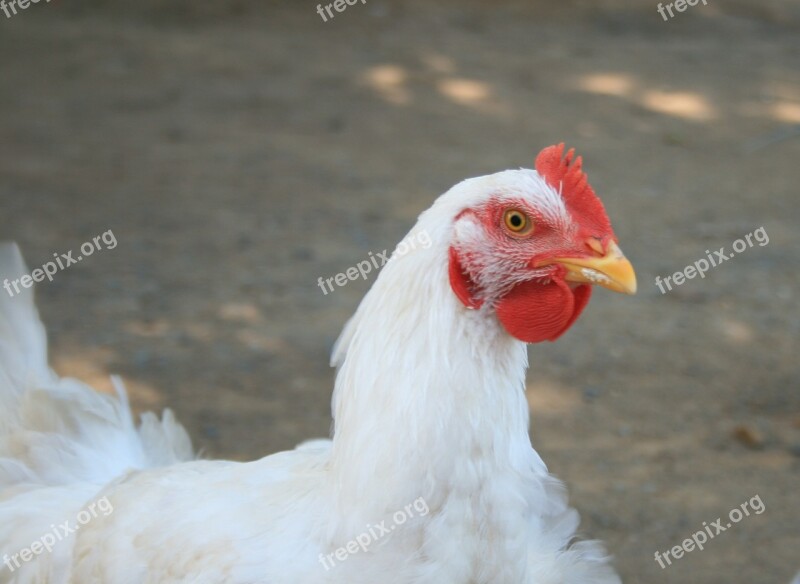 Chicken Hen Head Feathers Farm