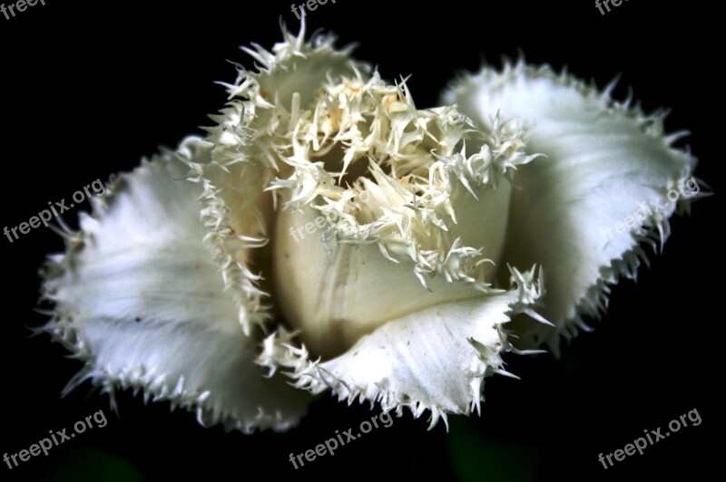 Tulip Flower White Frayed Edges Frilled