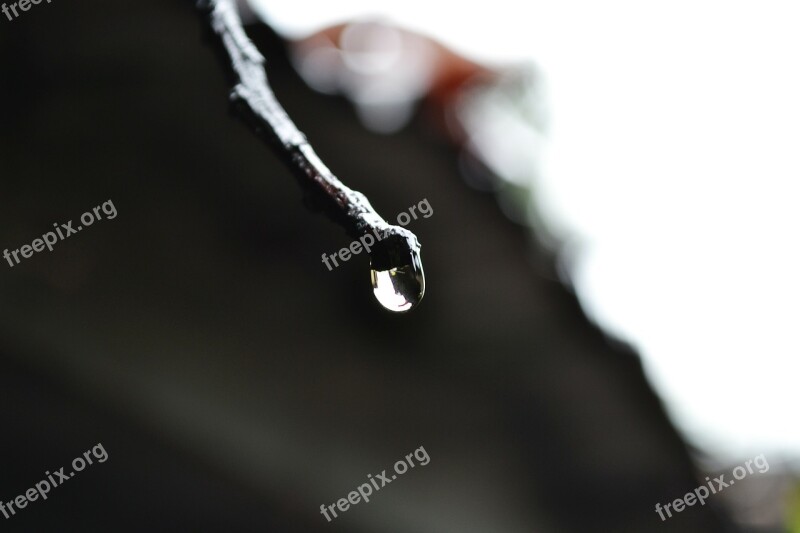 Water Drop Drop Water Rain Drop Nature