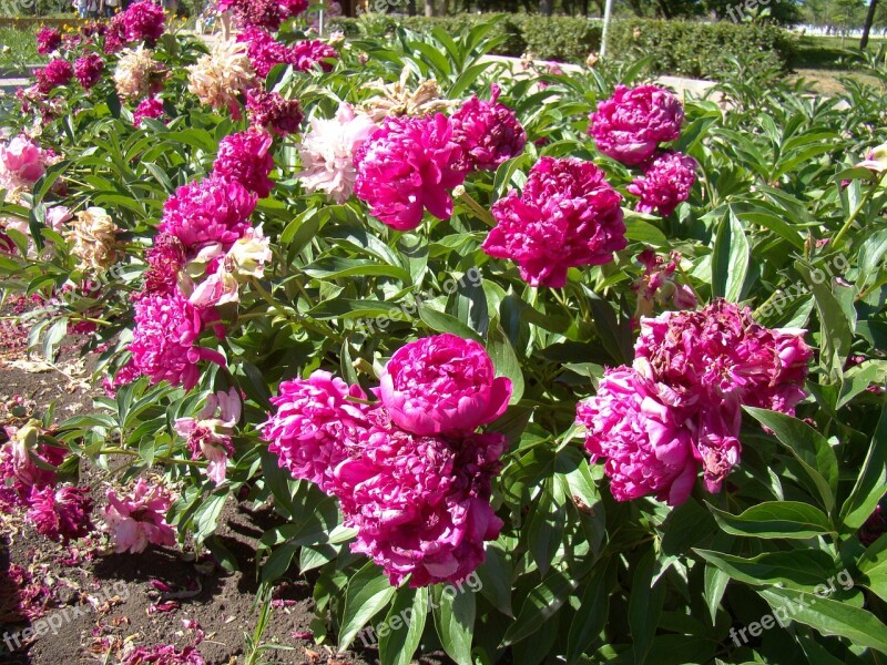 Peonies Red Flower Bed Summer Sun