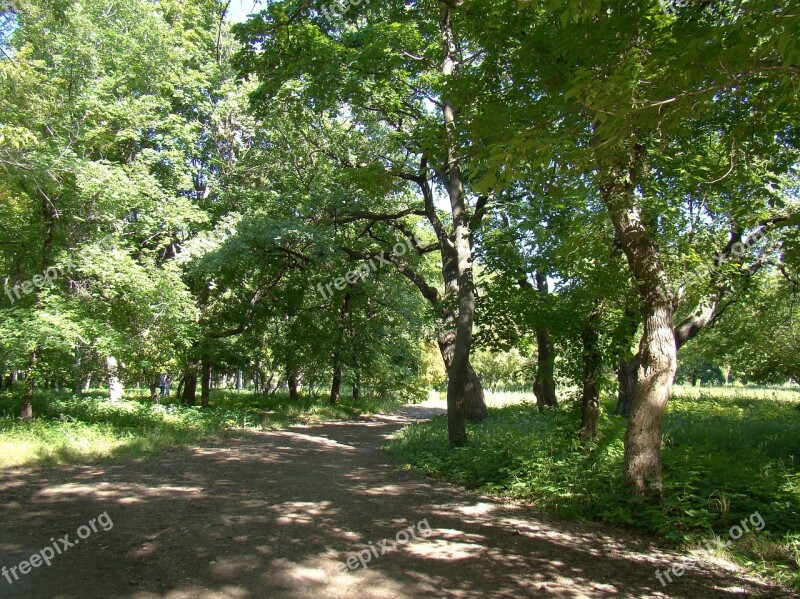 Park Trees Tracks Sun Foliage