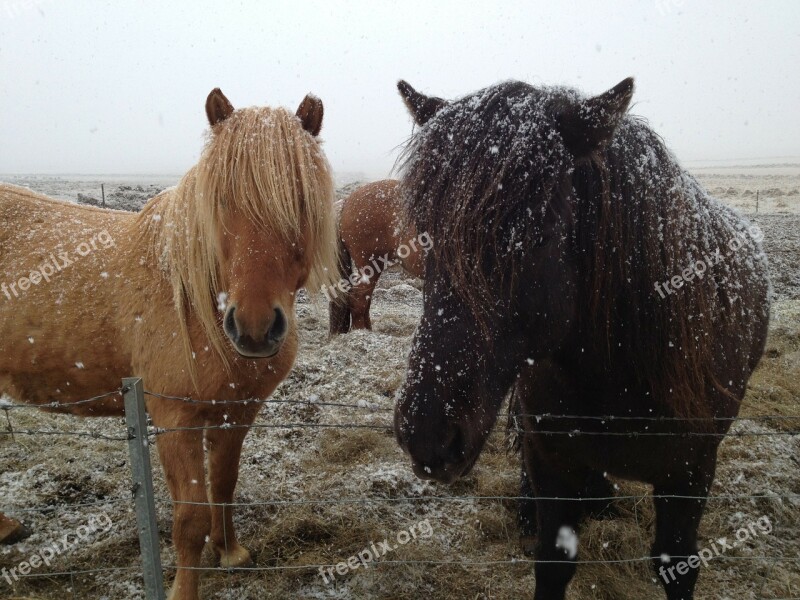 Icelandic Horses Iceland Horses In Snow Horse Countryside