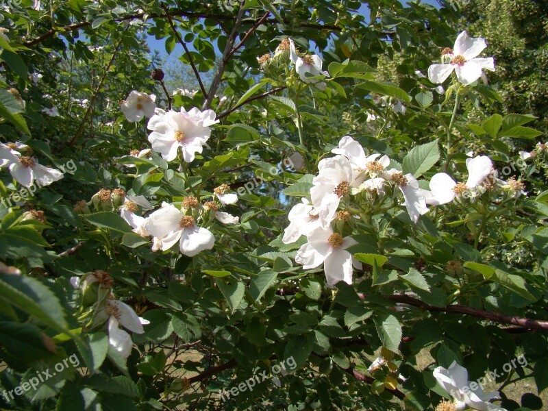 Rose Hip Flowers Summer June Sun