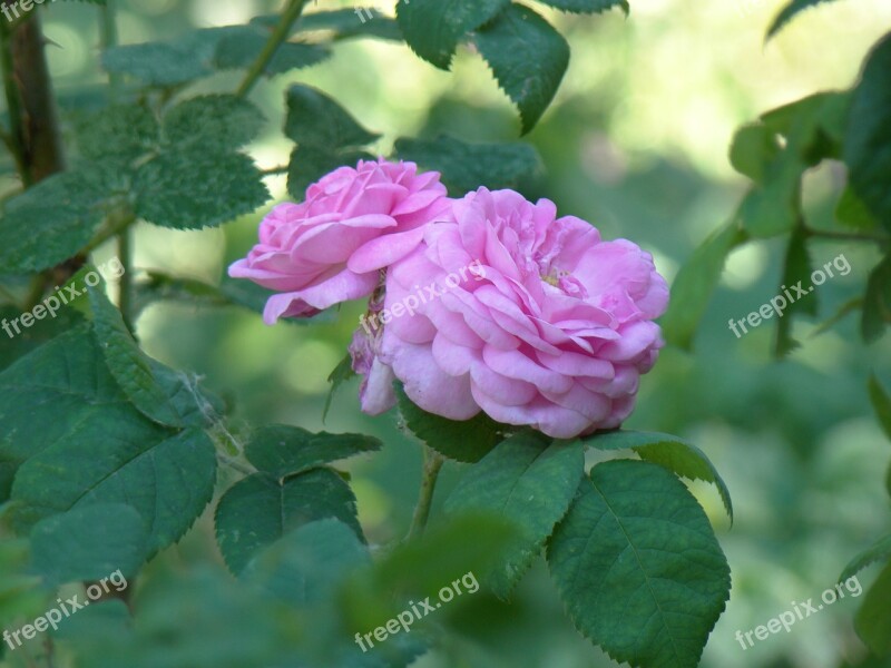 Rose Hip Flowers Pink The Buds Summer