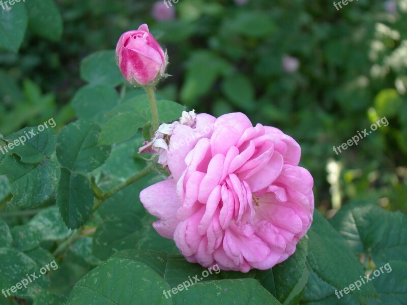 Rose Hip Flowers Pink The Buds Summer