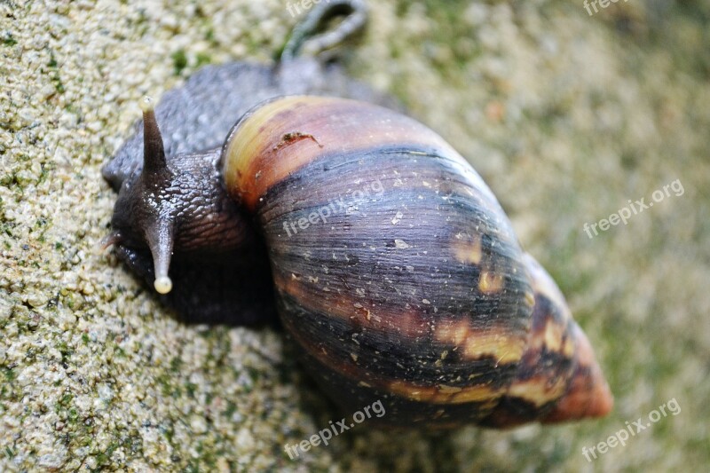 Snail Shell Life Slug Slow