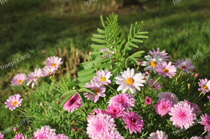 Flowers Cluster Landscape Free Photos