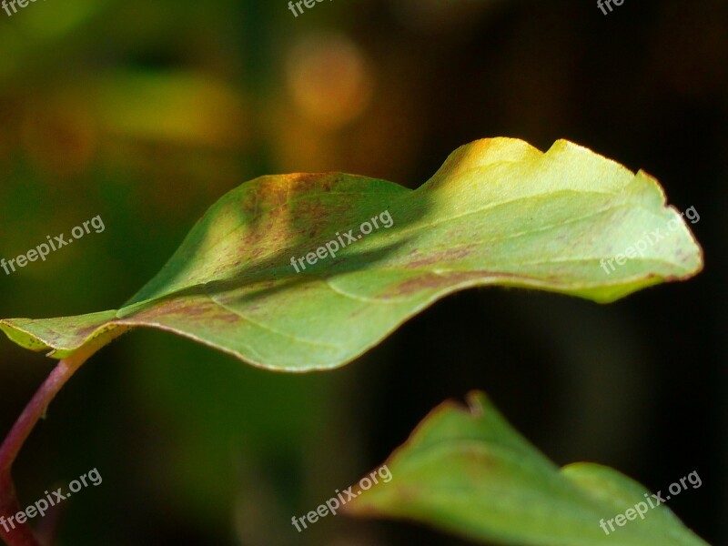 Leaf Green Leaf Natural Autumn Macro