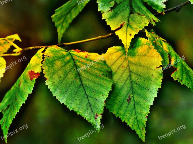 Birch Leaves Autumn Back Light Nature