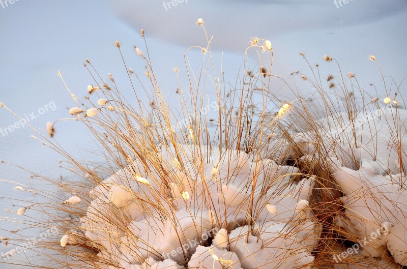 Grasses Nature Winter Mood Snow