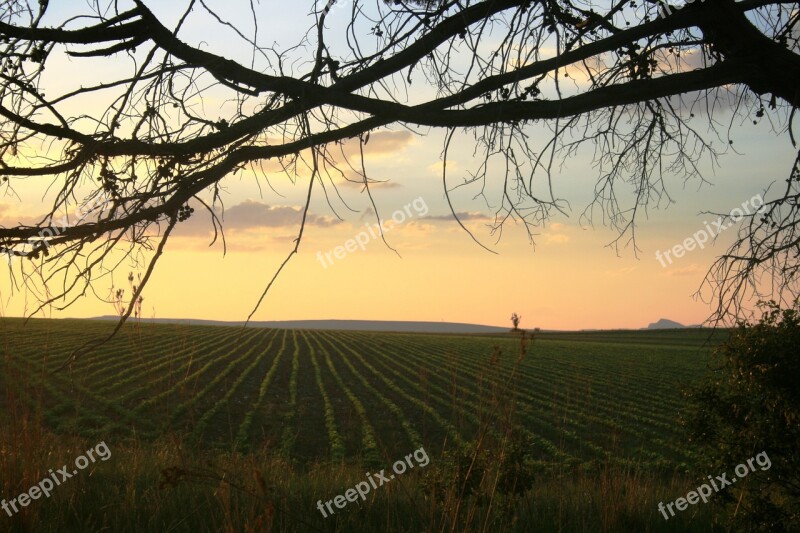 Sunset Transverse Tree Branches Soft Colors Field Crop