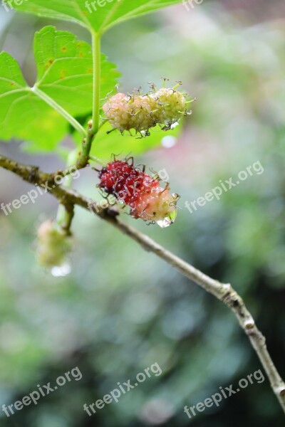 Kamblimas Berries Berry Nature Water Drops