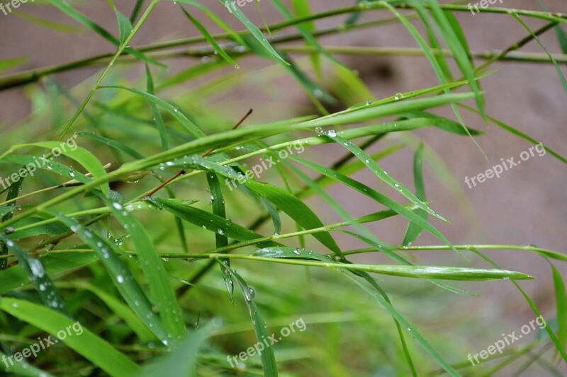 Bamboo Tiny Bamboo Grass Water Drops Leaves