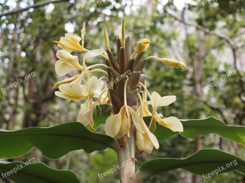 Hawaii Blossom Bloom Plant Free Photos