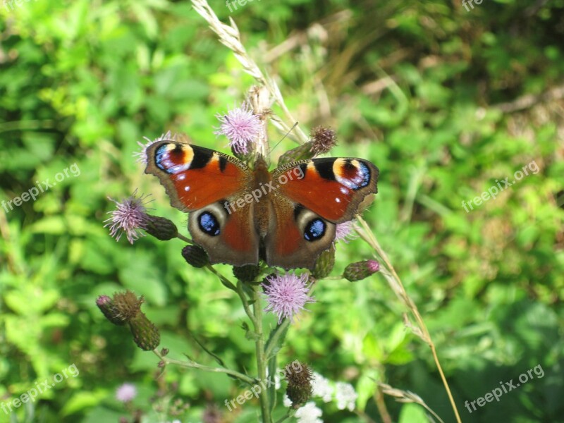 Insect Butterfly Peacock Butterfly Inachis Io Free Photos