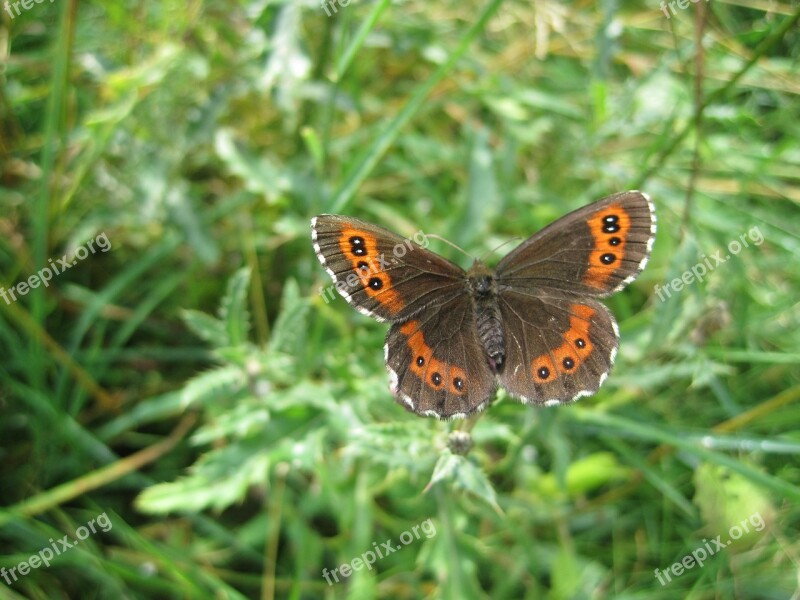 Insect Butterfly Meadows Schwaerzling Erebia Medusa Free Photos