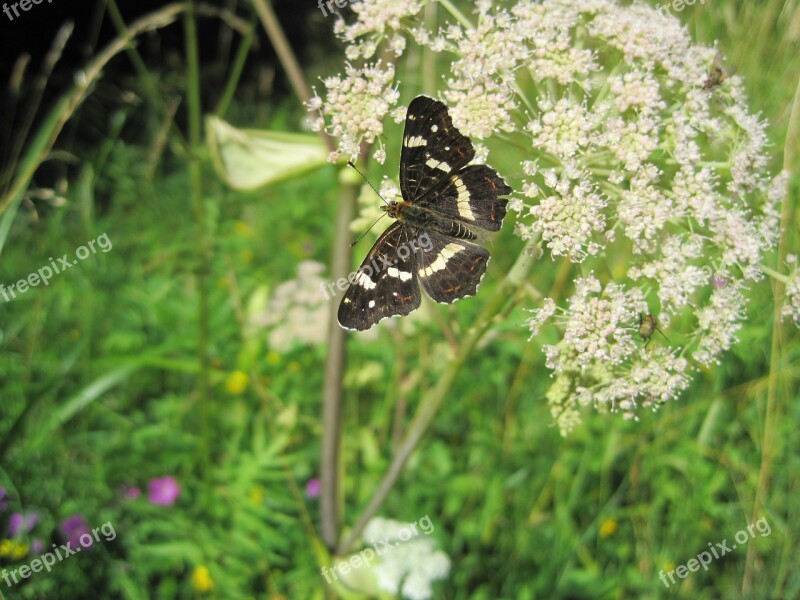 Insect Butterfly European Map Araschnia Levana Free Photos