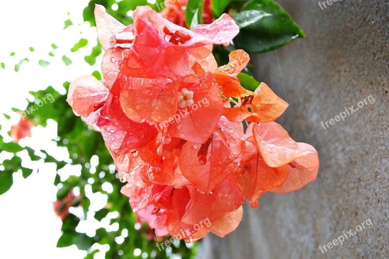 Bougainvillea Bougainvillea Flowers Flowers Flower Nature