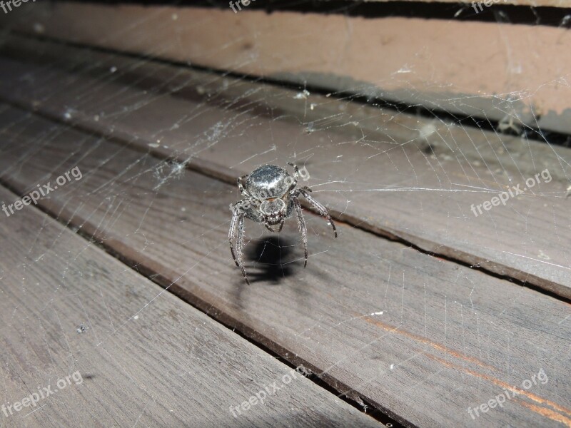 Spider Hairy Detailed Scary Web