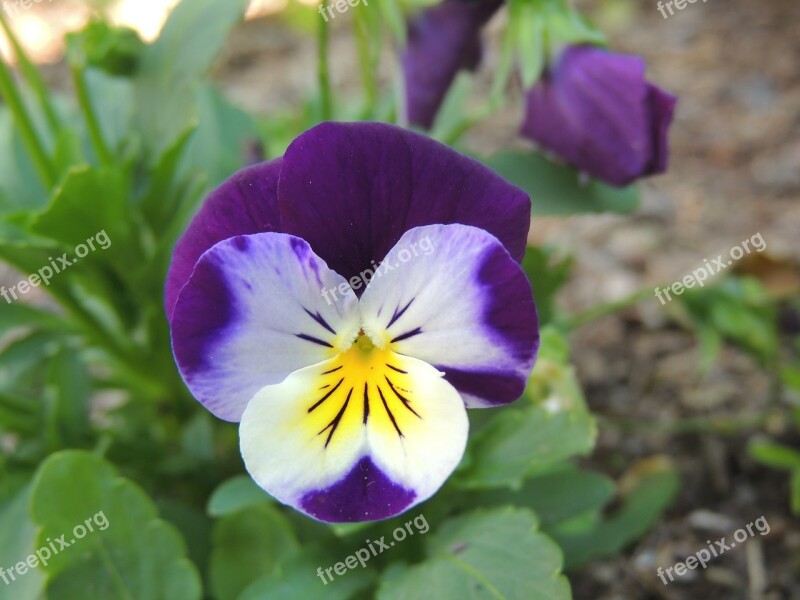 Pansy Flower Coloring Colorful Free Photos