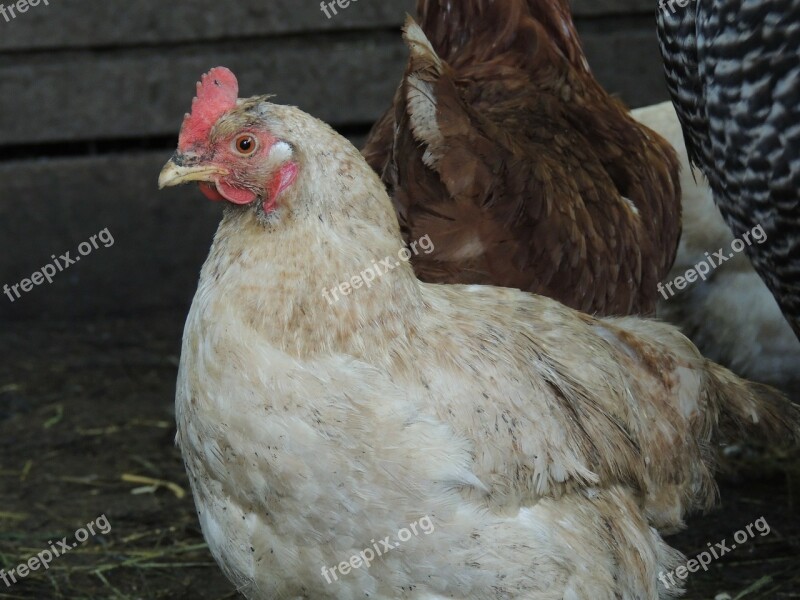 Hen Pet Poultry Feather Beak