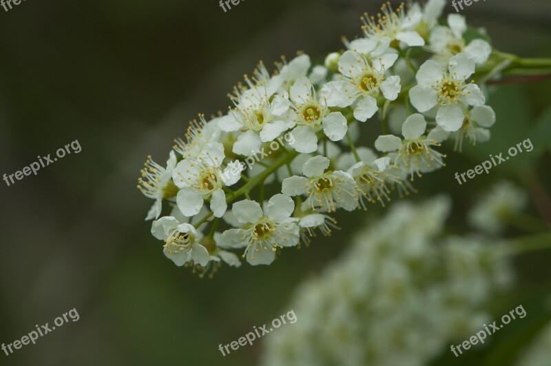 White Flower Spring Flower Bush Perennial Wildflower