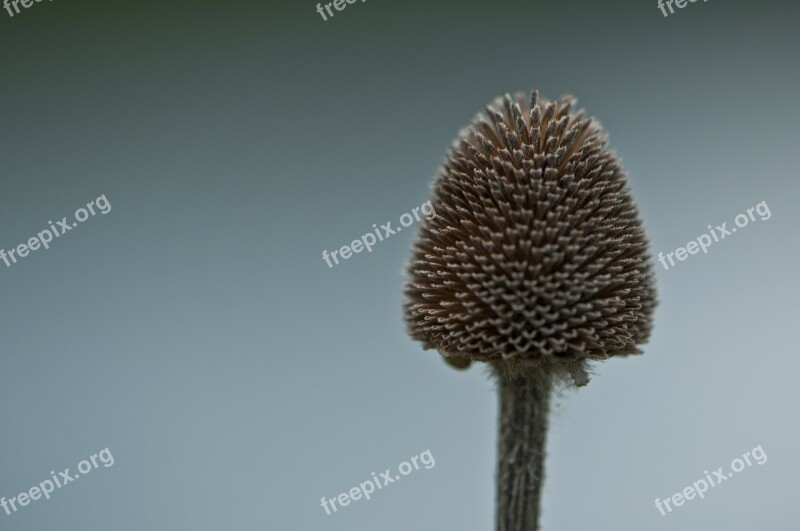 Autumn Seed Pod Brown Complex Wildflower