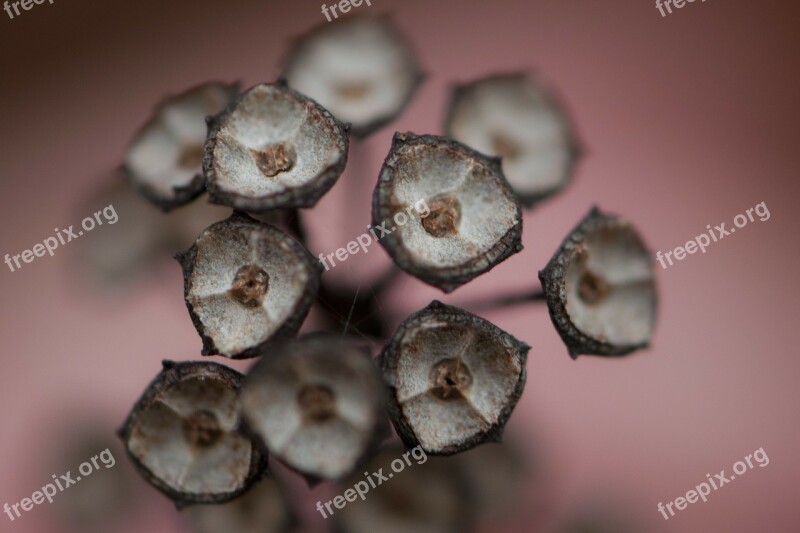 Seed Pods Autumn Triangular Brown Wildflower