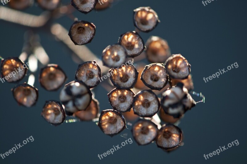 Seed Pods Autumn Triangular Brown Wildflower